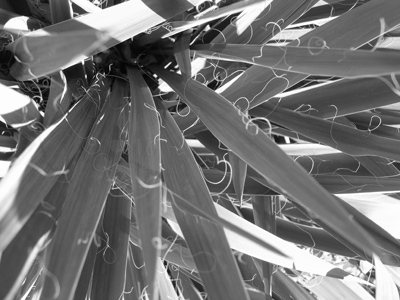  . . . and shot some natural textures in a park.