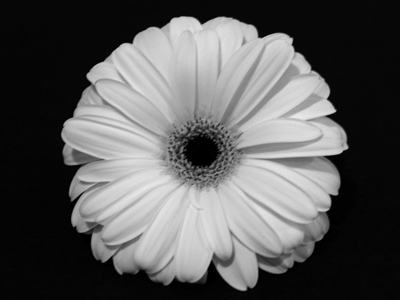 Daisy, Daisy, give me your answer do.