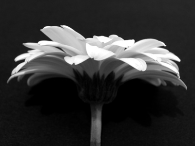 I`m half crazy, all for the love of you.