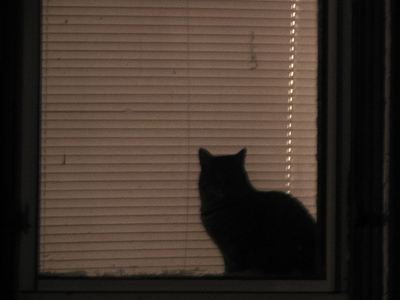 A cat by implication.