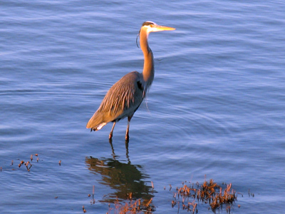 Stopped the car, opened the door, leaned out, and got a cleanly focused shot.