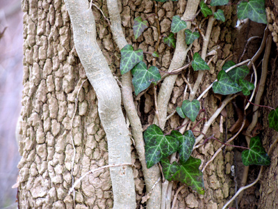 Looks like vines growing on an elephant`s leg.