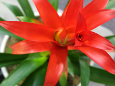 Flowers are like fireworks in slow motion.