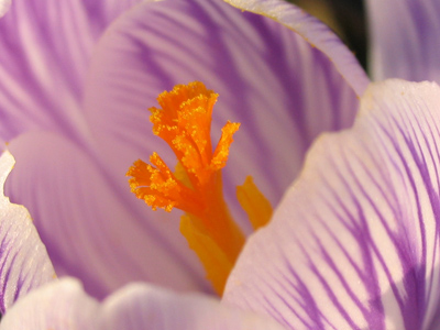 Awaiting the buzzing pollenators.