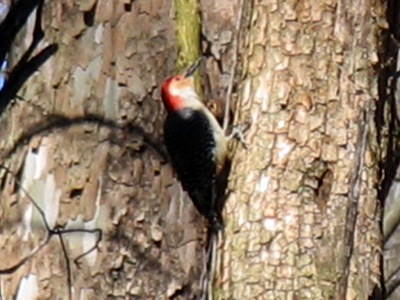 Knock, knock!  Who`s there?