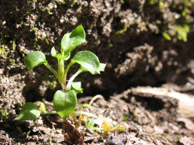 Good news!  We haven`t killed the planet yet.