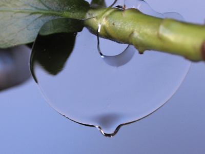 This spring thaw took place in my living room.