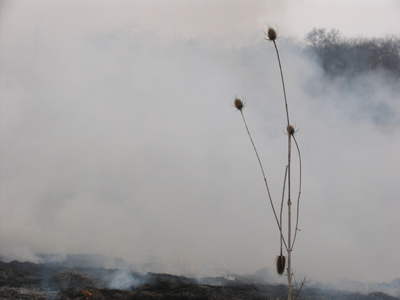 My camera -- made of metal, glass and plastic -- now smells like smoke.
