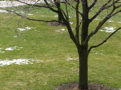 Okay, this time spring is really here.