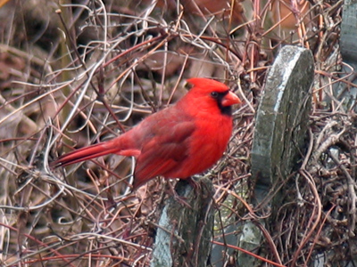 My ears helped me get this shot, since I couldn`t see through the viewfinder (again courtesy of the eye doctor).