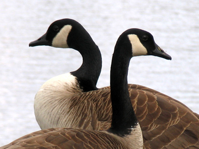 There weren`t many spectators at the rowing competition.