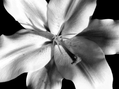 `And why take ye thought for raiment?`