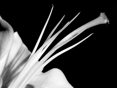 `Consider the lilies of the field, how they grow;`