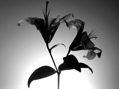 `they toil not, neither do they spin:`