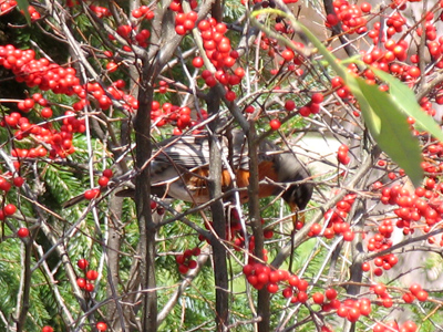 Not a man-eating lion, but a robin eating berry.