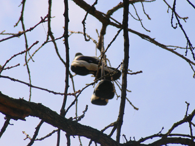 The same blooming shoe tree seen on March 10, 2005.