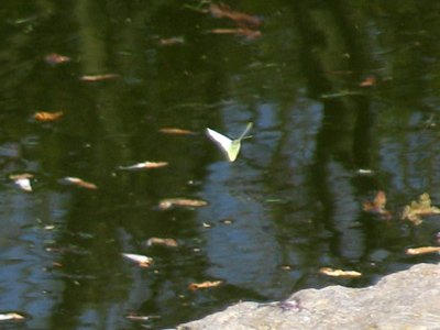 A poor photo, sure, but it was my first butterfly sighting of the season.  They will get better.