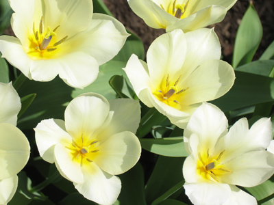 It might as well be spring.