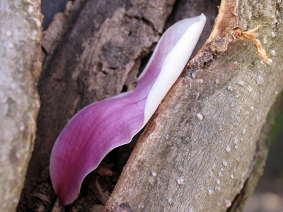 Safe in the cleft of the tree.