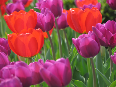 April showers bring April flowers too.