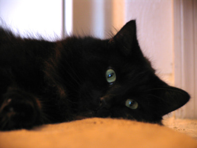 Actually just ordinary sized Kol.