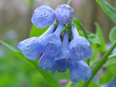 And why are they called bluebells?