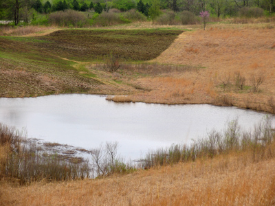 The burned prairie is recovering nicely (see March 20, 2006).