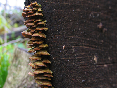 Where barbecue potato chips come from.