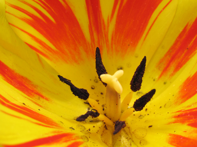 The color scheme scares away potential predators.