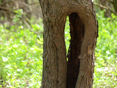 I just saw a Keebler elf.