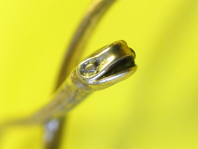 A snake belt buckle, for only $100.