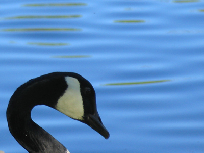 What`s good for the goose . . . would hurt my neck.