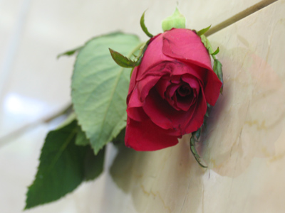 A fragrant symbol of memory.