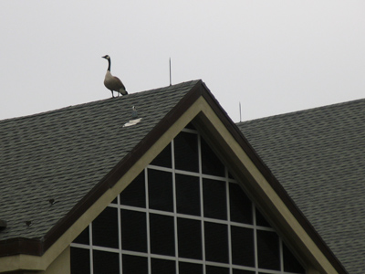 Goose on the law building.  What else is there to say?