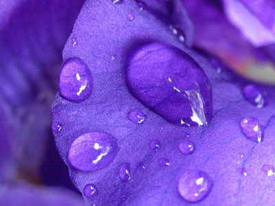 A pleasant byproduct of the daily rains.