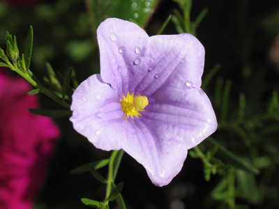 Taken during a brief period between rainstorms.