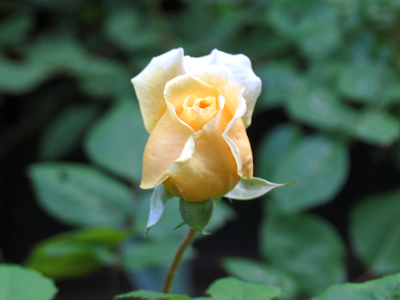 The World Cup begins June 9.