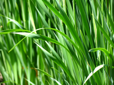 Our highest assurance of the goodness of Providence seems to me to rest in the flowers. SHERLOCK HOLMES