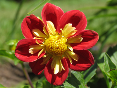 Hidden by the tall grass, the puma stalks its prey.