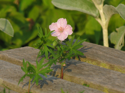 And tonight I watched a squirrel in a bog -- sitting like a bump on a log.