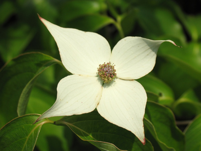 Fallen from Serenity Pines.