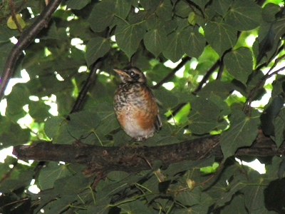 Mom and dad robin were protesting loudly as I took this.