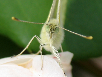 Coats made of butterfly fur are quite expensive.