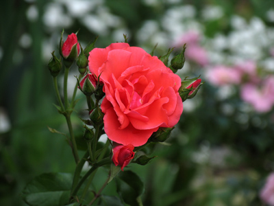 My backyard is about 10 feet square, but full of pleasant sights and smells.