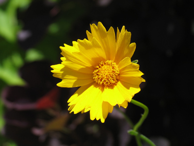 I was attracted to a small grove by this flower . . . 