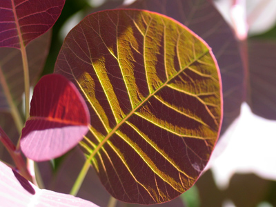  . . . but was later drawn to this leaf with slivers of shadow.