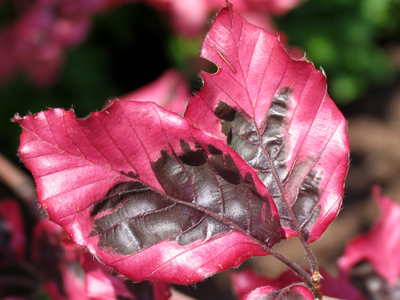 My favorite ice cream is Graeter`s Black Raspberry Chip.