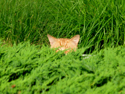 Only my keen observation skills kept me from being mauled this morning.