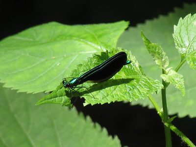Bilbo saw all round him a sea of dark green, and there were everywhere hundreds of butterflies, but these were a dark, dark velvety black without any markings to be seen.