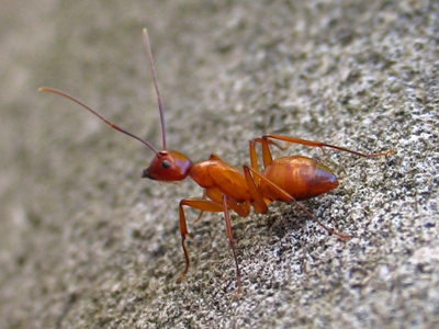 Clifford the Big Red Ant.